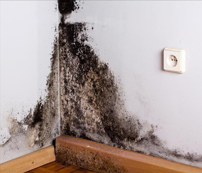 Black mold growth on the corner of a wall