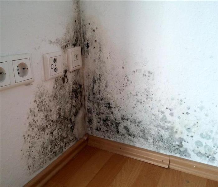 Black mold growth in the corner of a wall