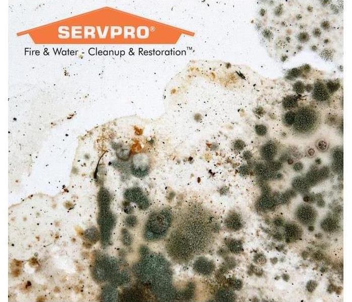 Mold growth on white surface