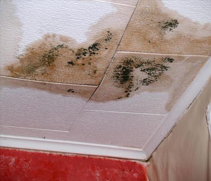 Mold growing on ceiling.